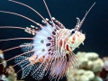 Lionfish