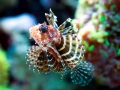 Lionfish