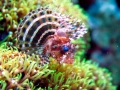 Lionfish