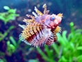 Lionfish