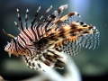 Lionfish