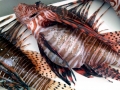 Lionfish