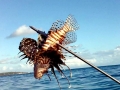 Lionfish