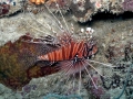Lionfish