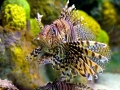 Lionfish
