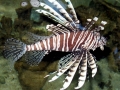 Lionfish