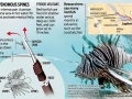 Lionfish