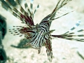 Lionfish
