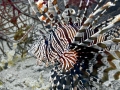 Lionfish