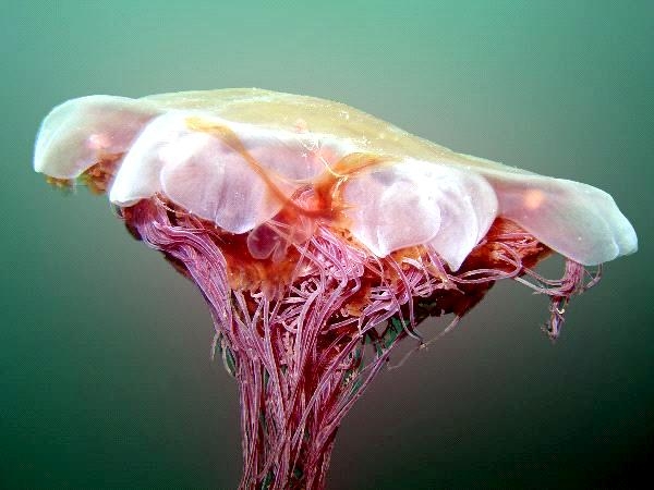 Lion's Mane Sea Jelly