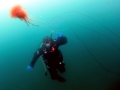 Lion's Mane Sea Jelly