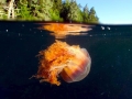 Lion's Mane Sea Jelly