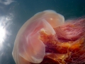 Lion's Mane Sea Jelly