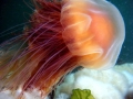 Lion's Mane Sea Jelly