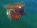 Lion's Mane Sea Jelly