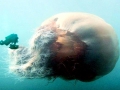 Lion's Mane Sea Jelly