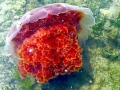 Lion's Mane Sea Jelly