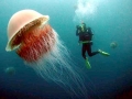 Lion's Mane Sea Jelly