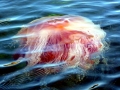 Lion's Mane Sea Jelly
