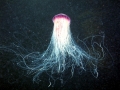 Lion's Mane Sea Jelly