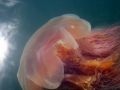 Lion's Mane Sea Jelly