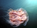 Lion's Mane Sea Jelly
