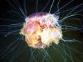 Lion's Mane Sea Jelly