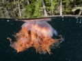 Lion's Mane Sea Jelly