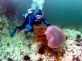 Lion's Mane Sea Jelly