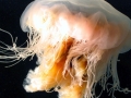Lion's Mane Sea Jelly