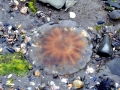 Lion's Mane Sea Jelly