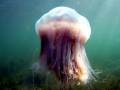 Lion's Mane Sea Jelly