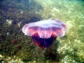 Lion's Mane Sea Jelly