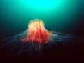 Lion's Mane Sea Jelly