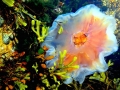 Lion's Mane Sea Jelly