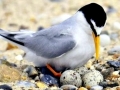 Little Tern