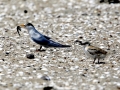 Little Tern