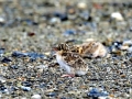 Little Tern