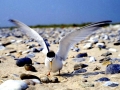 Little Tern