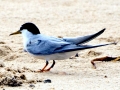Little Tern