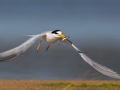 Little Tern