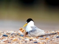 Little Tern