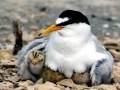 Little Tern