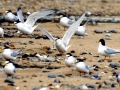 Little Tern