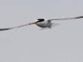 Little Tern