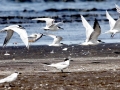 Little Tern
