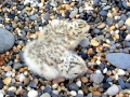 Little Tern