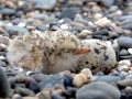 Little Tern
