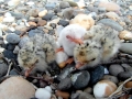 Little Tern