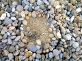 Little Tern